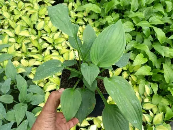 hosta-funkia-blue-angel-sadzonki-w-doniczkach-p13 Funkia (hosta) BLUE ANGEL - sadzonki w doniczkach P13