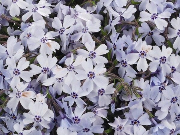 floks-szydlasty-early-spring-blue-sadzonki-1-cc