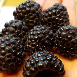 Malina purpurowa HEBAN - sadzonki