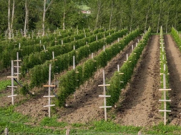 prowadzenie-malin-przy-drutach-plantacja Maliny w ogrodzie - sadzenie, uprawa i pielęgnacja